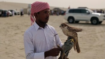 Al Gannas, Qatar’s only falconry association, holds the Annual Qatar Falconry Festival. (Representational image: Darshan Gajara via Unsplash)