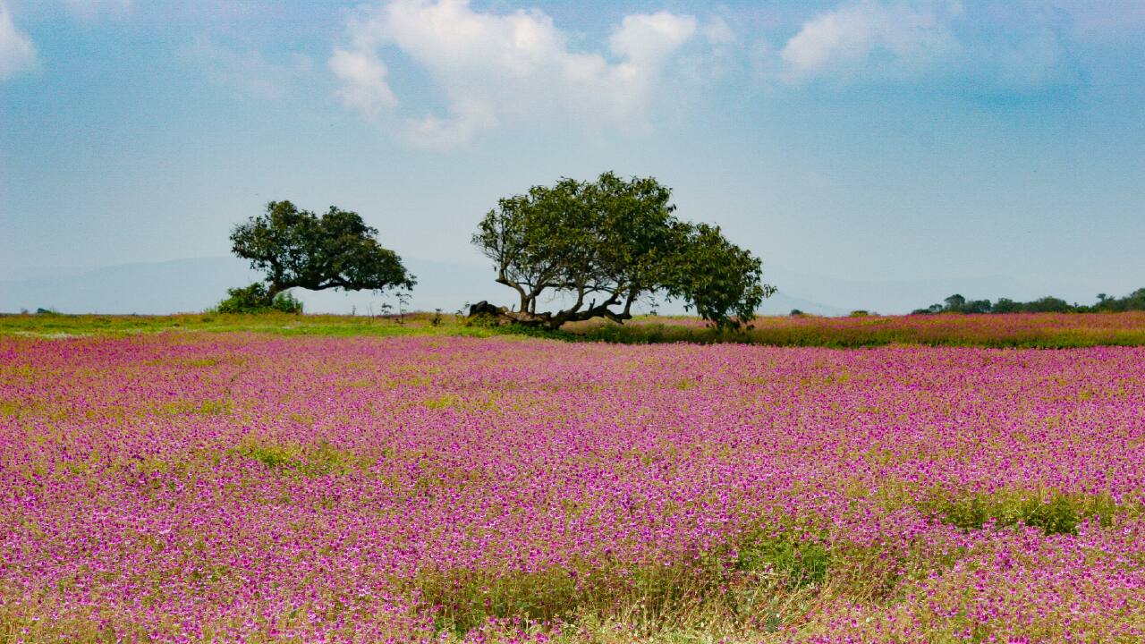 Around 47 flower species are now critically endangered at Maharashtra's Kaas Plateau. (Photo: Parabsachin via Wikimedia Commons)
