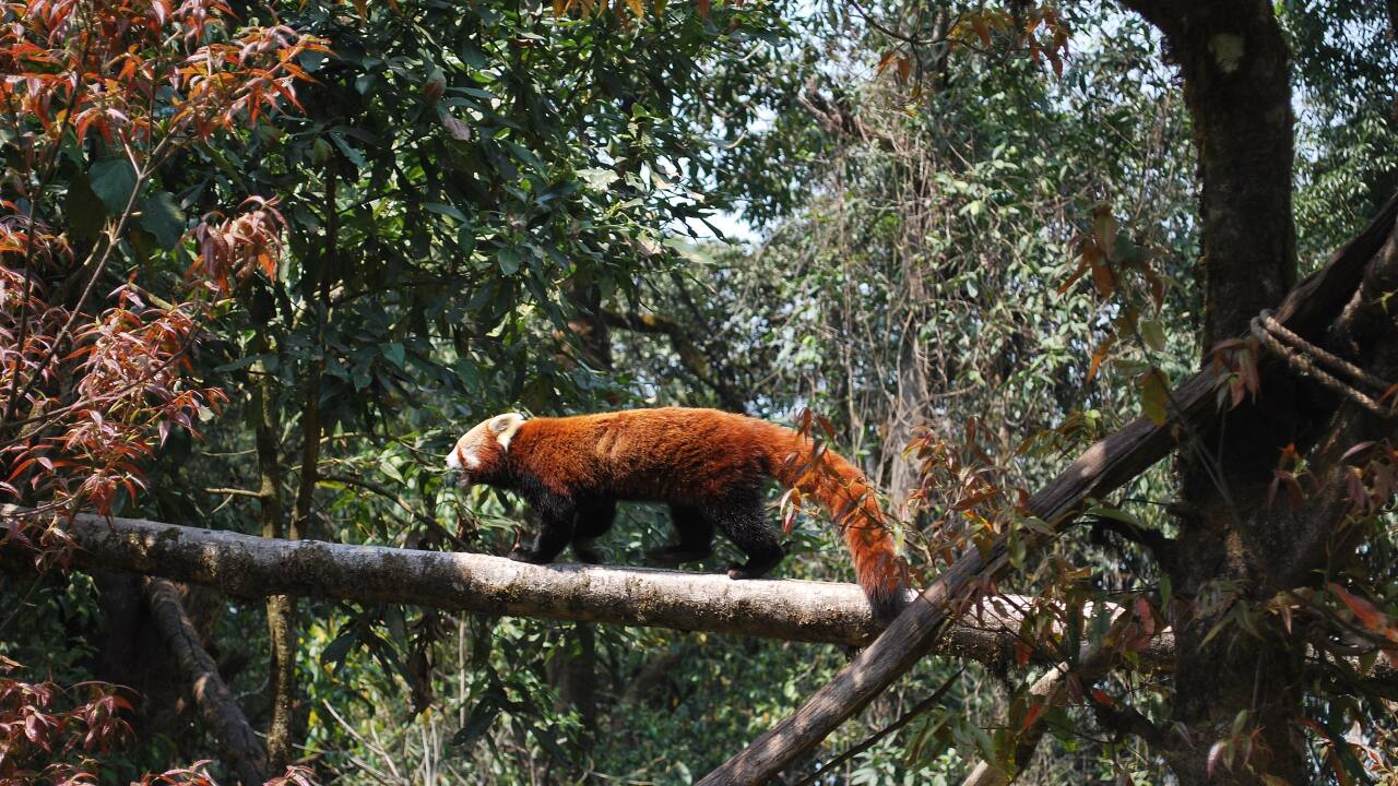 How to travel sustainably in India’s biodiversity hotspots