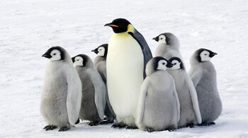 Emperor penguins in Antarctica. (Image: Discover Antarctica)