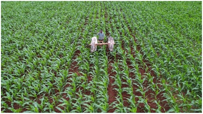 The weak monsoon is a key monitorable going forward, the agency said, adding that it may impact tractor manufacturers and microlenders.