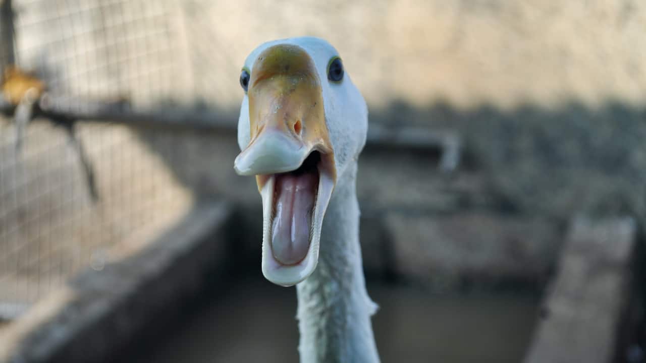 Funnycontrol: Macroeconomic Messi, Inflation Avengers and more ways the Fed packed as many surprises as the FIFA World Cup this year