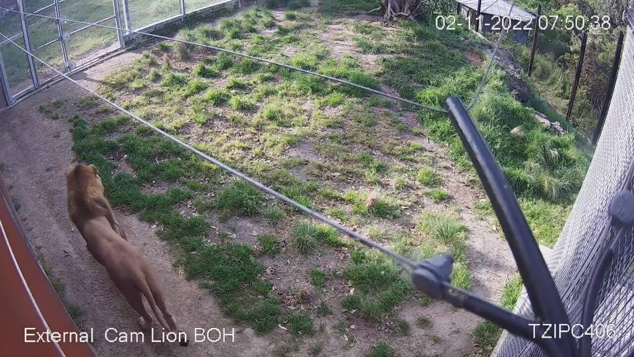 CCTV footage shows 5 lions escaping Sydney zoo enclosure CCTV footage shows 5 lions escaping Sydney zoo enclosure