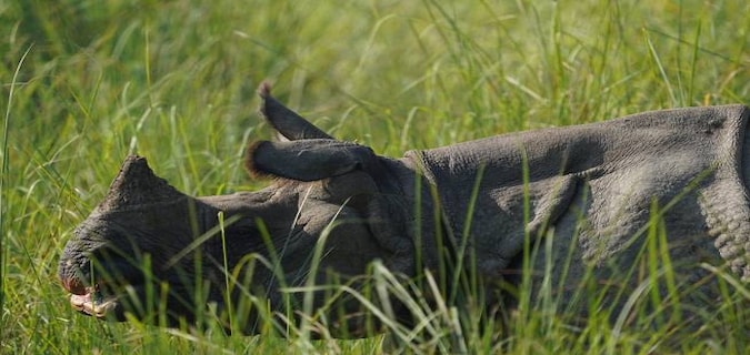 Uttar Pradesh reports an increase in rhino population since reintroduction over three decades ago