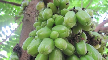 The bilimbi tree plays an important role in the narrative of 'Anthill'. (Photo: Joygeorgek via Wikimedia Commons 3.0)