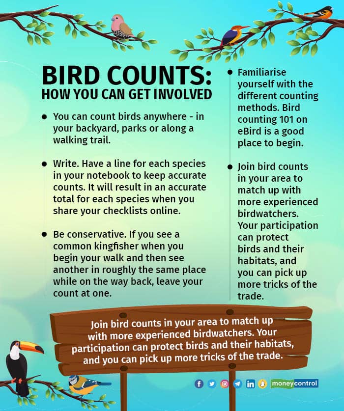 Bird counts How you can get involved