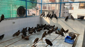 Black kites that recovered from injuries rest on the roof of Wildlife Rescue, the bird hospital in Delhi's Wazirabad that is the focus of Shaunak Sen's 'All That Breathes', shortlisted for the 95th Academy Awards' Best Documentary Feature prize. (Photo: Faizal Khan)