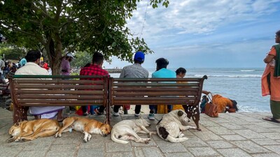 The  Supreme Court on August 22 ordered restricted public feeding of stray dogs