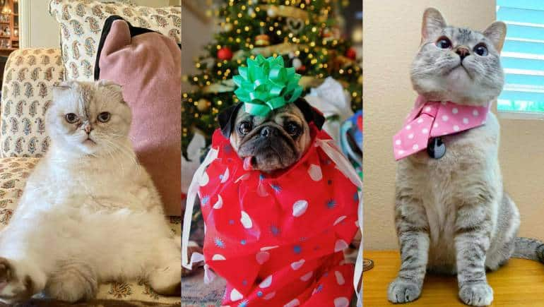 The richest pets in the world  Nala Cat, Doug the Pug and Jiffpom