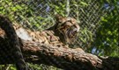 This zoo was shut down after a clouded leopard escaped its enclosure This zoo was shut down after a clouded leopard escaped its enclosure