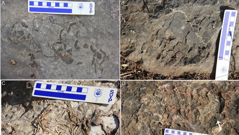 Researchers Find Rare Dinosaur Nests In Madhya Pradesh