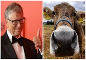 Bill Gates invests in startup trying to make cows burp and fart less