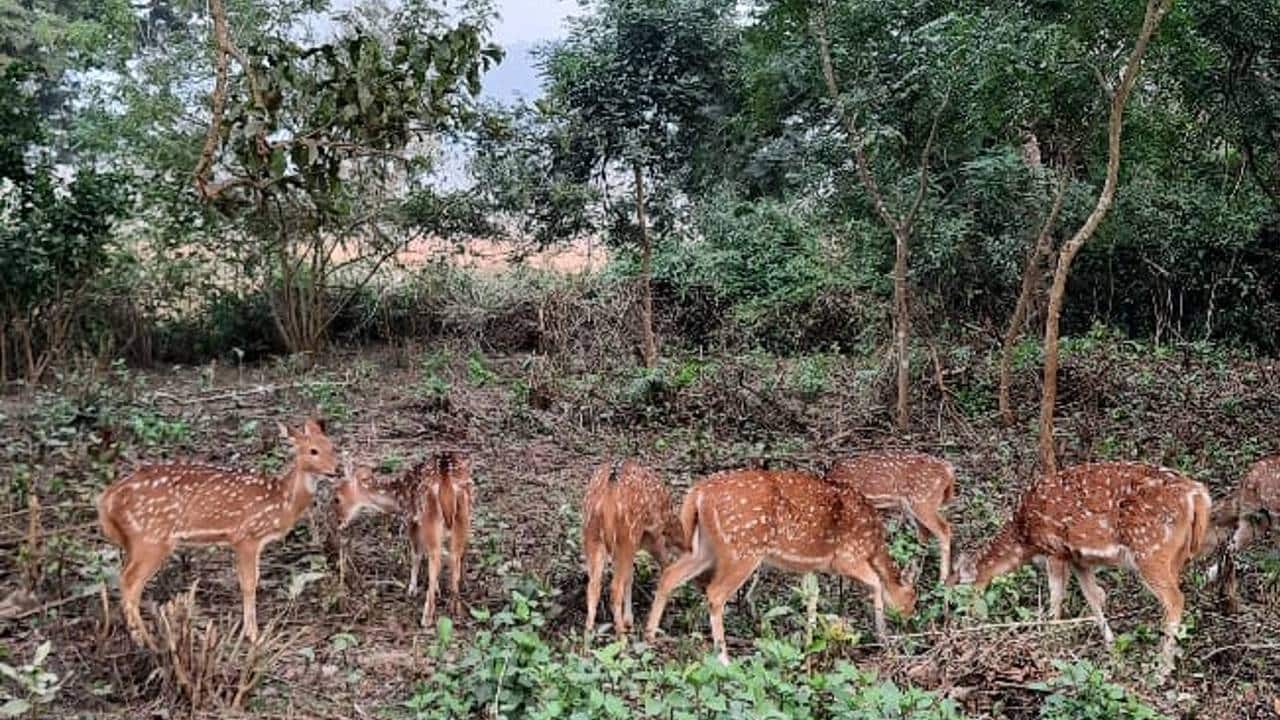 A herd of deer at Jim Corbett National Park, Uttarakhand - established in 1936, it is India’s first national park. (Photo: Shantanu Guha Ray)