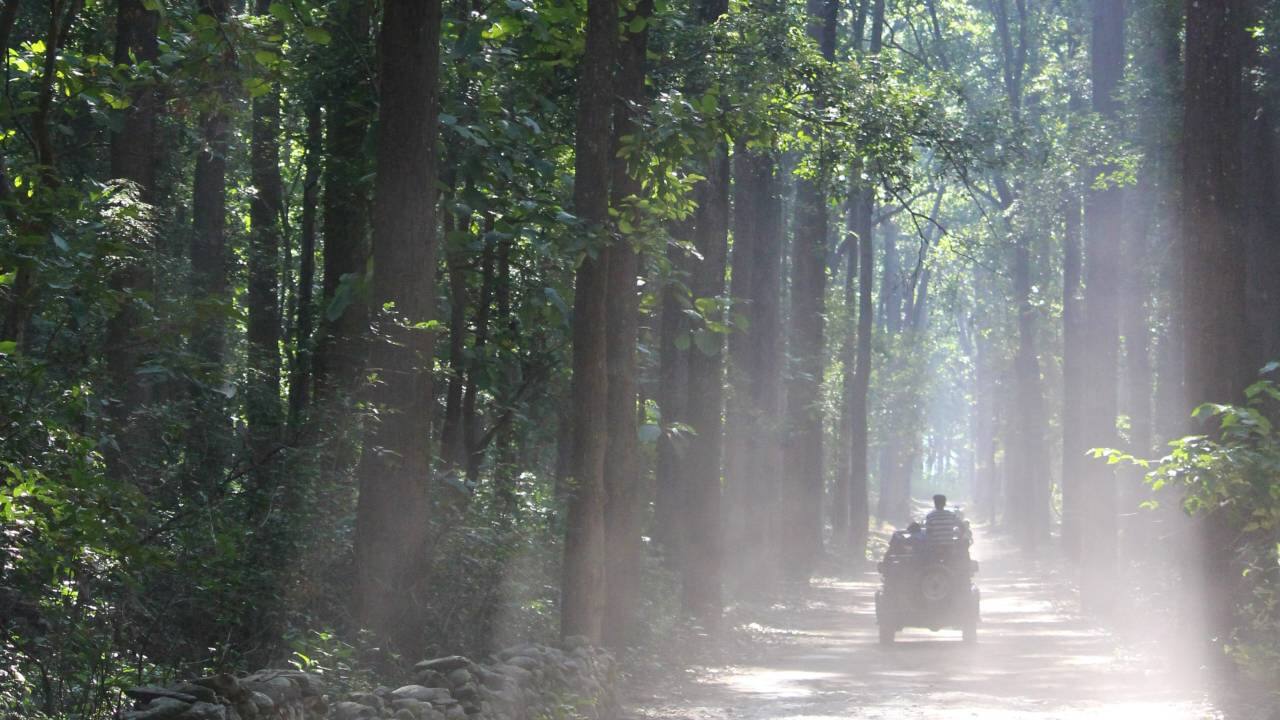On a jeep safari inside Jim Corbett National Park, Ramnagar, Uttarakhand, India. (Photo: Jeshika Sinojia via Unsplash)