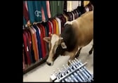 Cow enters shopping mall in Assam, explores clothing store. Watch