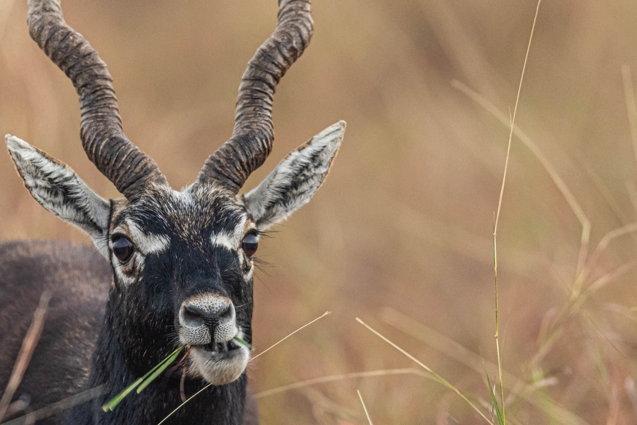 So, hurry and don’t make a meal of it. The beauty of the grassland ecosystem is best enjoyed at Velavadar.  Beyond the obvious tiger havens, this is a must-visit Indian wildlife destination. (Photo by Akshay Manwani)