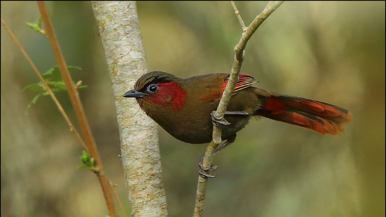 A red-billed liocichla spotted by birdwatchers in Nagaland (Photo Credit: Albin Jacob)