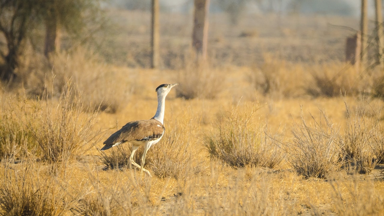 Scientists and researchers find it easy to monitor the Great Indian Bustard since it has a limited range. (Photo credit: Kesavamurthy N via Wikimedia Commons)