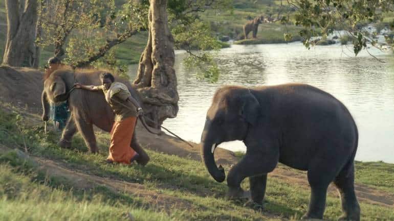 (From right) Bellie, Baby Ammu, Bomman and Raghu in 'The Elephant Whisperers'. (Image courtesy: Anand Bansal)