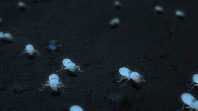 A still from 'White Ant' by Shalini Adnani, an official selection of the Shorts program at the 2023 Sundance Film Festival. (Photo: Brian King | Courtesy of Sundance Institute)