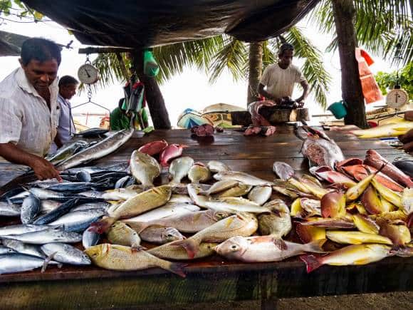 Galle fish market, Sri Lanka. (Photo: Wikimedia Commons)