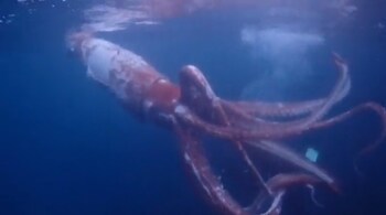 The squid has enormous tentacles, the video shows, and appears to be moving slowly. (Image: Screengrab from video tweeted by AFP)