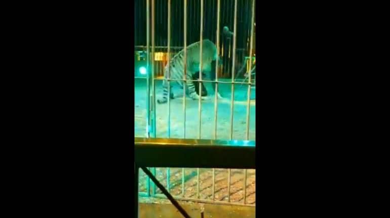 Tiger mauls circus trainer in horrifying attack caught on camera in Italy