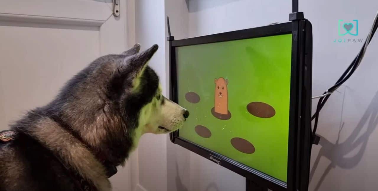 Canine-friendly video games  