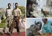 Oscars 2023: India gets three nominations, here's the full list of nominees