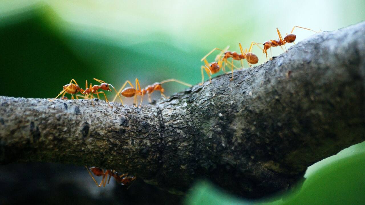 Earth harbours 20,000,000,000,000,000 ants – and they weigh more than wild birds and mammals combined Earth harbours 20,000,000,000,000,000 ants – and they weigh more than wild birds and mammals combined