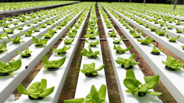 Agri-startup Varshney Hydrofarms looks to expand presence in Mumbai ...