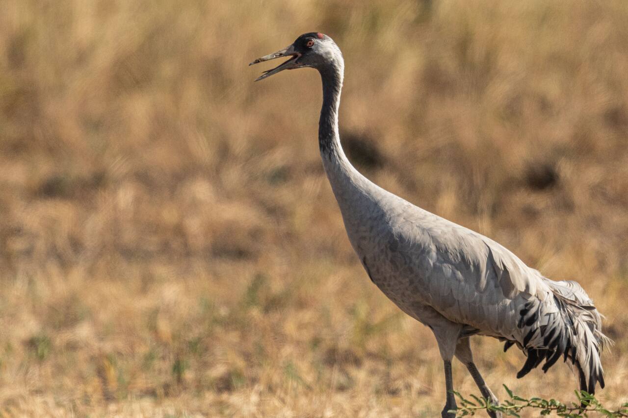 Another avian species that is sighted quite easily in and around the park is the common crane. Being a migratory bird, the common crane is best seen in the cold winter months, between November and February. (Photo by Akshay Manwani)