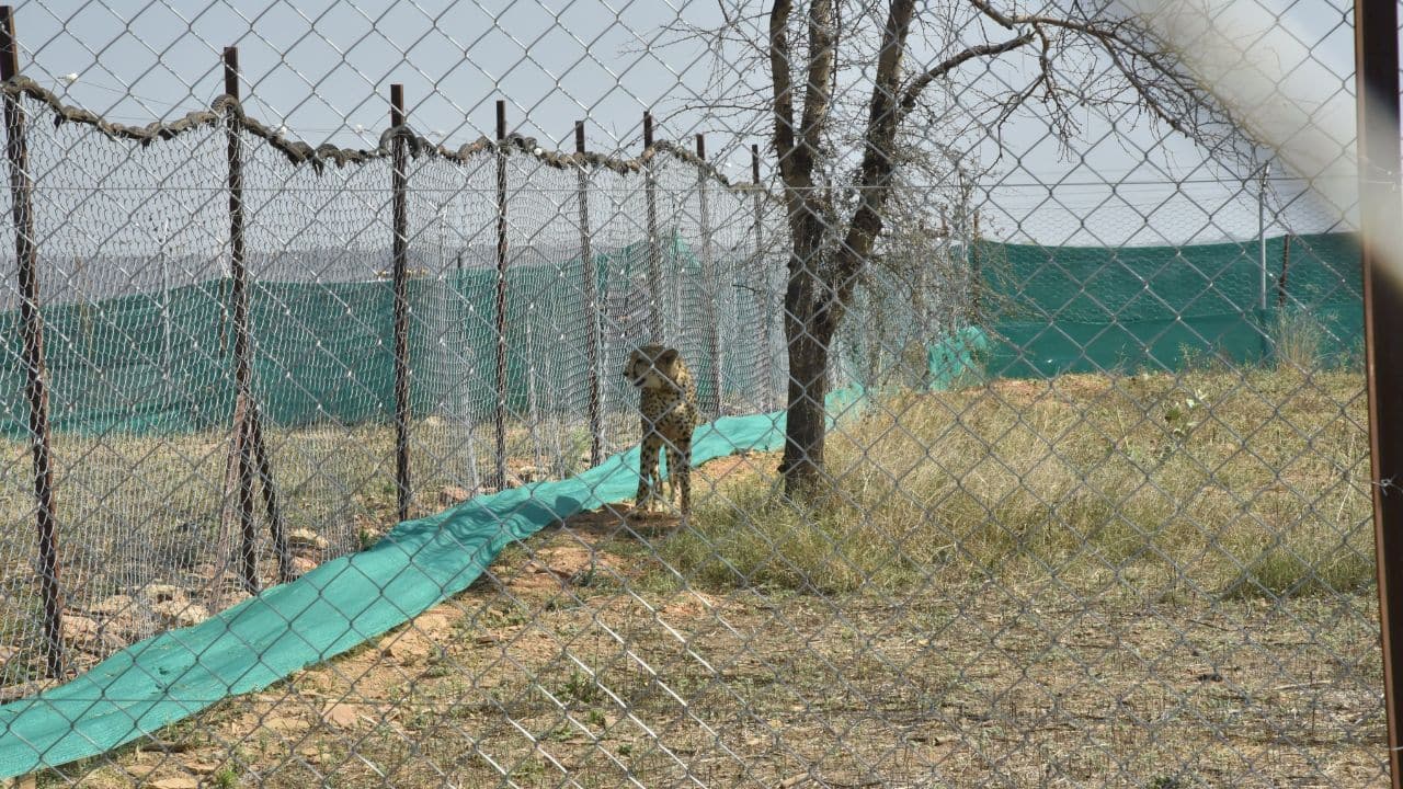 The intercontinental translocation of these fastest land animals – first from Namibia and now from South Africa – is part of the Indian government’s ambitious cheetah reintroduction programme. (Image: Twitter @byadavbjp)