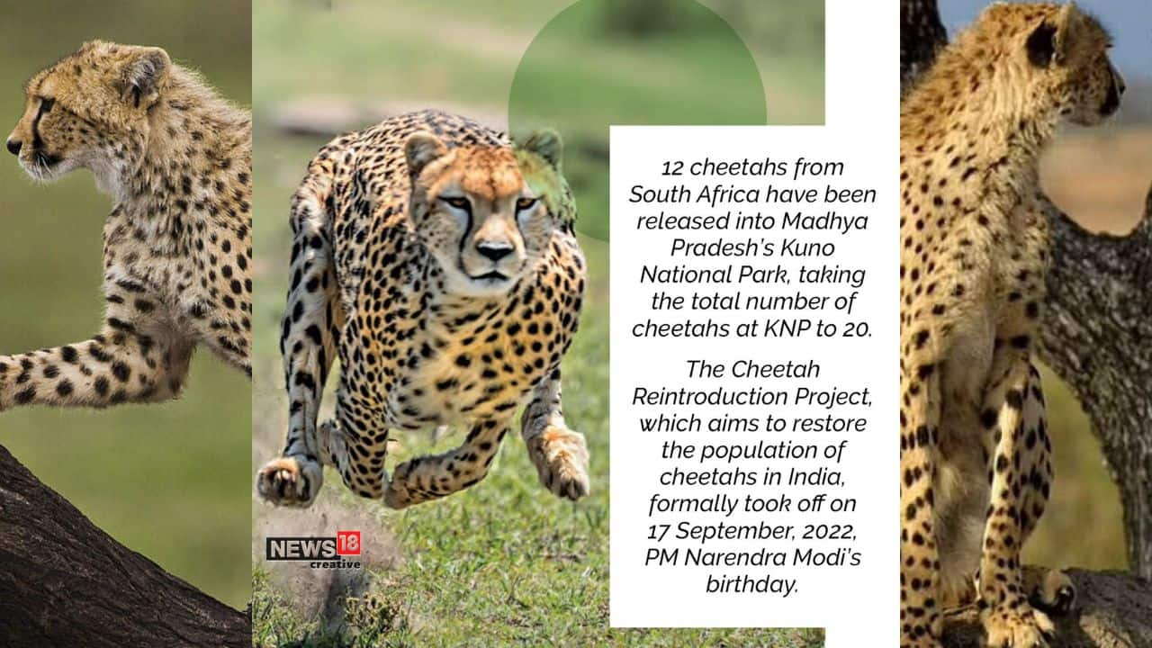 in-pics-all-you-need-to-know-about-india-s-cheetah-reintroduction-project