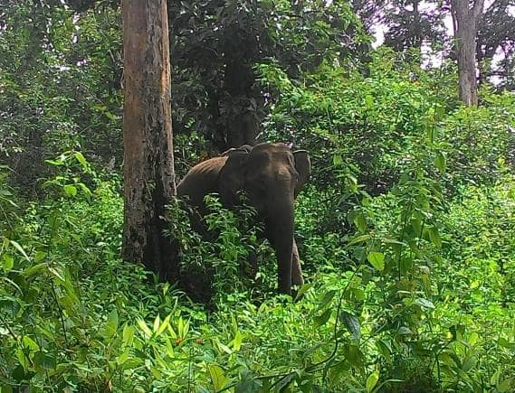 Muthanga Wildlife Sanctuary, Wayanad. (Photo: Wikimedia Commons)