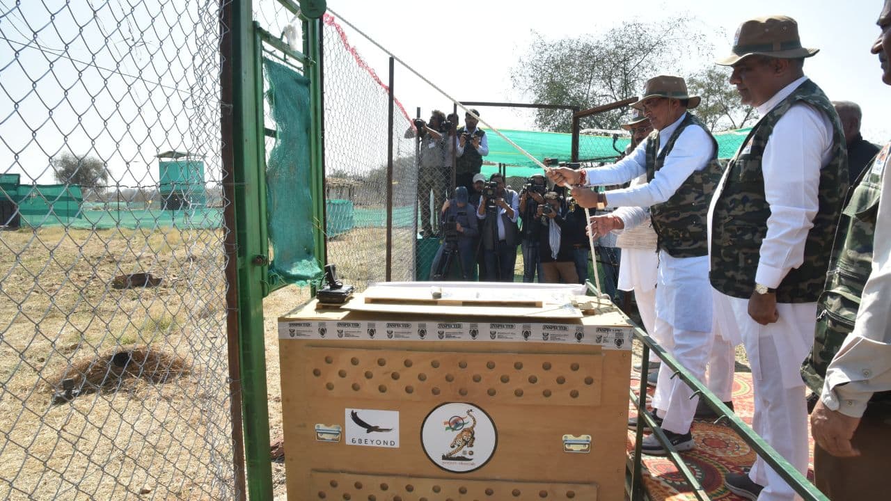 Project Cheetah: Kuno National Park welcomes second batch of cheetahs