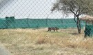 12 cheetahs brought from South Africa served first meal at Kuno National Park in Madhya Pradesh