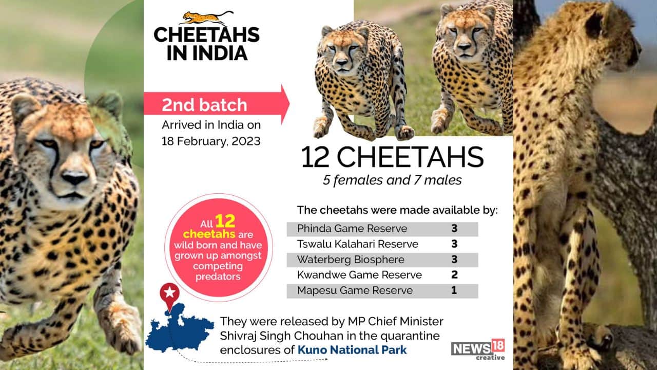 In Pics: All you need to know about India's Cheetah reintroduction project
