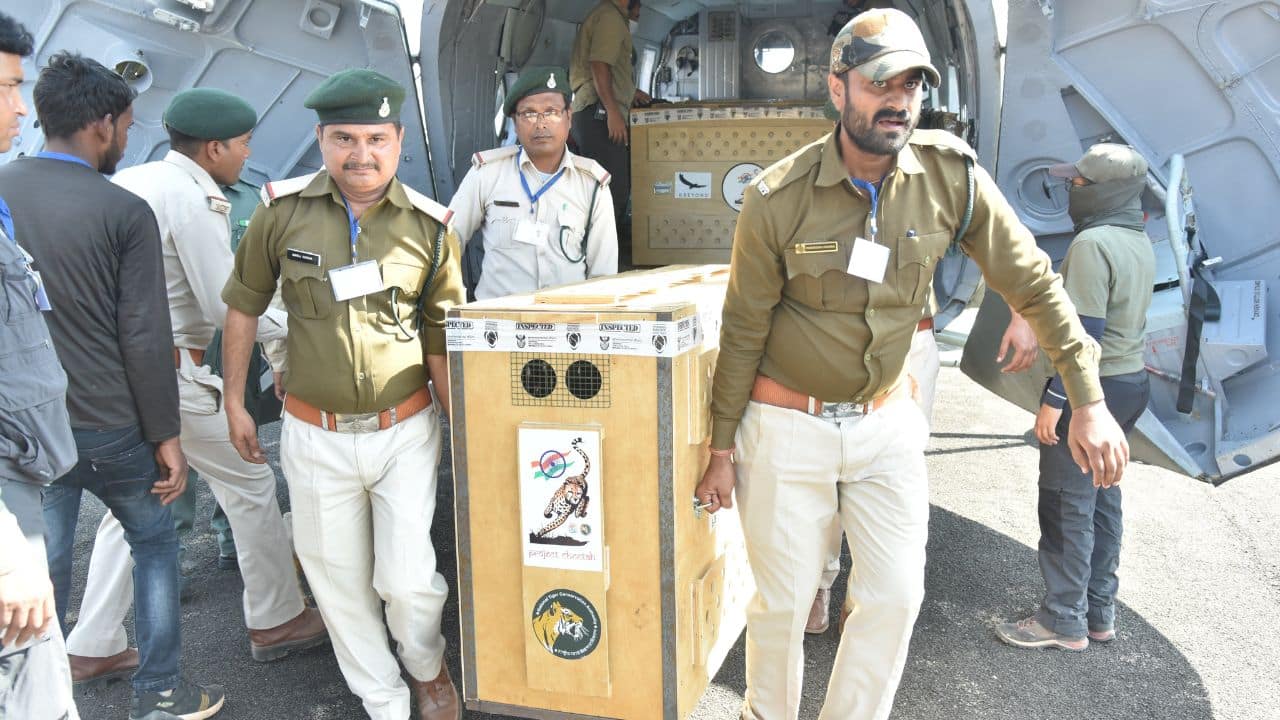 The big cats made their journey to their new home thousands of miles away aboard an India Air Forces (IAF) C-17 Globemaster cargo plane. The IAF plane carrying them in wooden boxes from South Africa had arrived at Gwalior airport on February 18 at around 10am. From there, they were flown to the KNP in IAF helicopters. (Image: Twitter @byadavbjp)