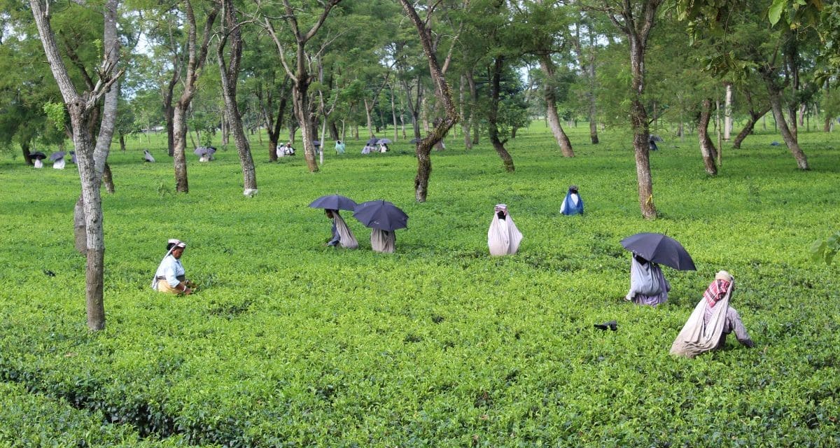 Weak demand and tepid exports put tea prices under pressure