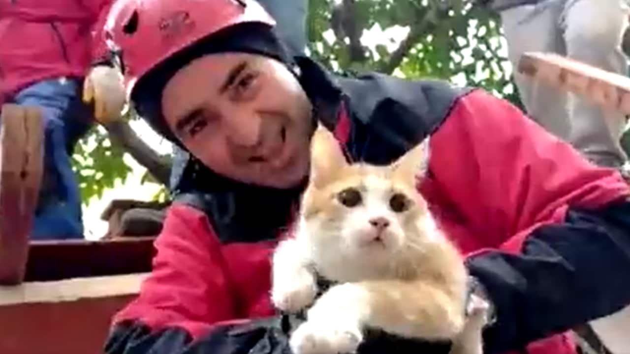 'Save my cat first': Turkey student buried under rubble tells rescuers. Watch