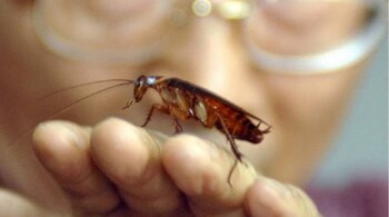 In case a cockroach isn't petty enough to get even with the ex, the zoo also offers another service -- sending the ex a digital card informing them that a cockroach, vegetable or rodent was named after them and fed to an animal. (Representative image)