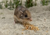 World's oldest mouse is named after 'Star Trek' actor Patrick Stewart
