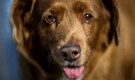 Bobi, the oldest dog in the world, dies at 31