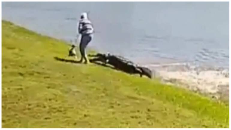 On Camera, 85-year-old Florida Woman Killed By Alligator While Trying ...