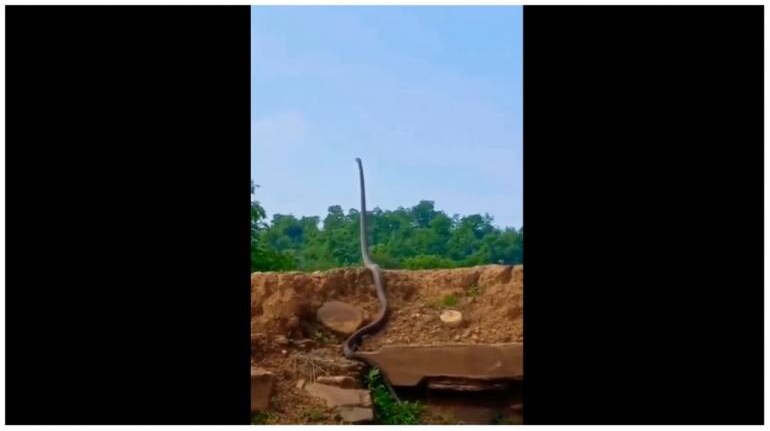 The King Cobra's ability to stand up is a result of its unique anatomy. (Image: Screengrab from video @susantananda3/Twitter)