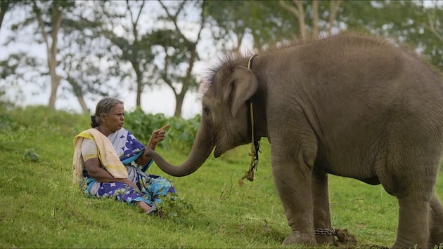 Elephant caregiver Bellie and orphaned elephant calf Baby Ammu in an elephant rehabilitation camp in the Mudumalai Tiger Reserve, the largest contiguous forest for the Asian elephant in the world. (Photo courtesy Kartiki Gonsalves)