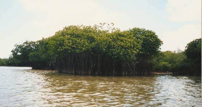 According to the Blue Carbon Initiative, globally, 30-50 percent Mangrove forests have been lost in the last 50 years alone. (Photo credit: B Balaji via Wikimedia Commons)