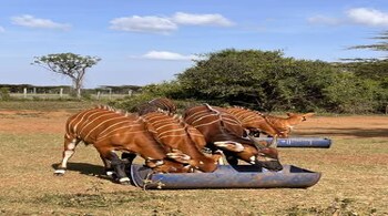 IndiGo and Kenyan Airlines operate direct flights from Mumbai to Nairobi.