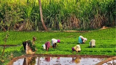 Budget 2023: Tepid rural allocations unlikely to derail farm inputs demand